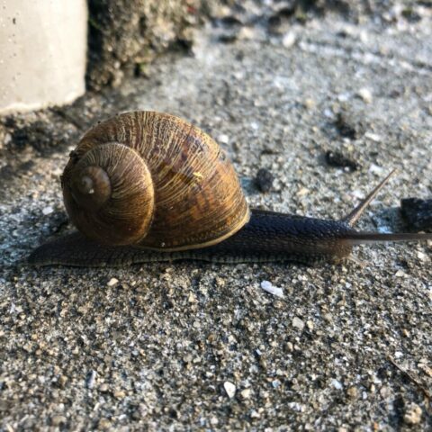 Snail