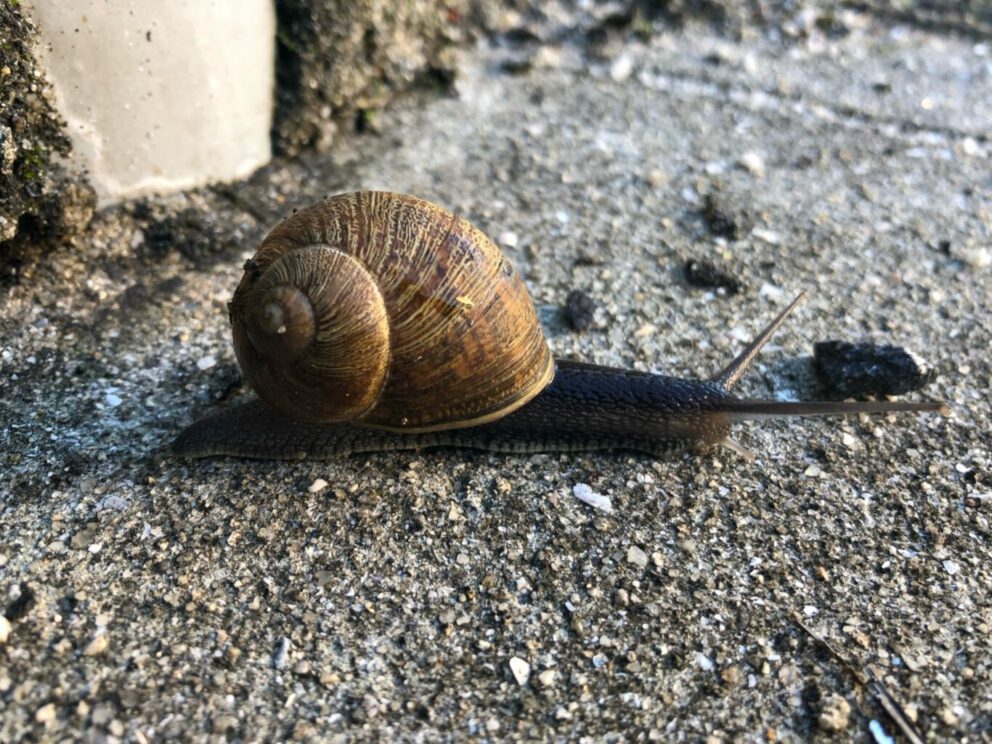 Snail