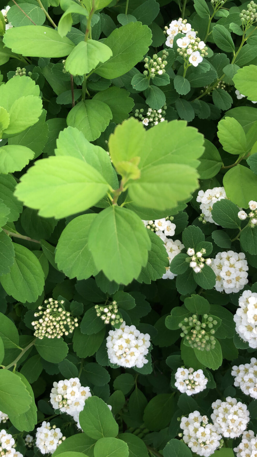 Birch leaf spirea